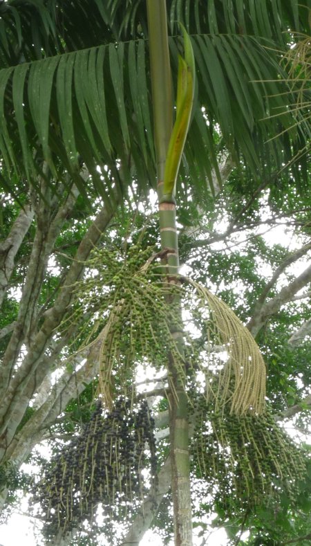 arbol de huasai con etapas de desarrollo de la flor y fruta